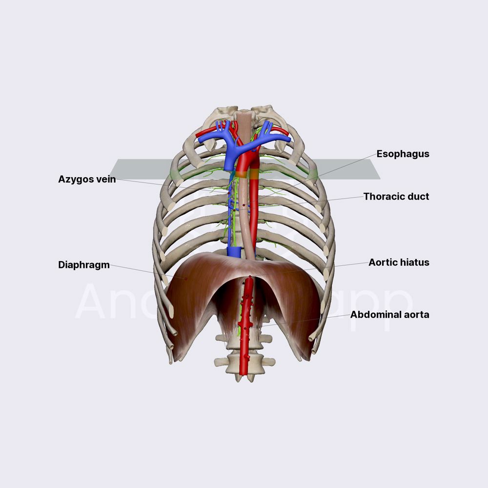Thoracic duct in posterior mediastinum
