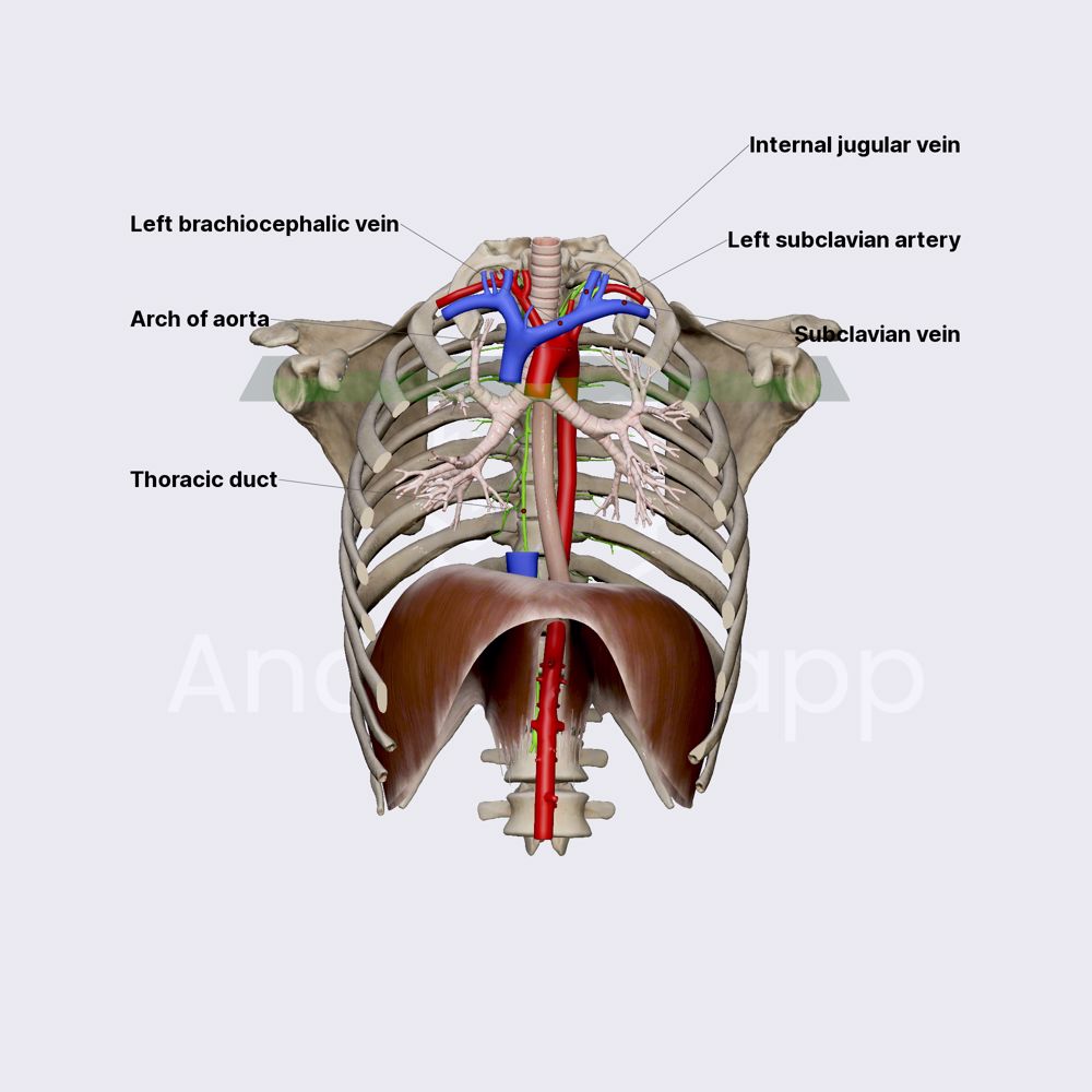 Thoracic duct
