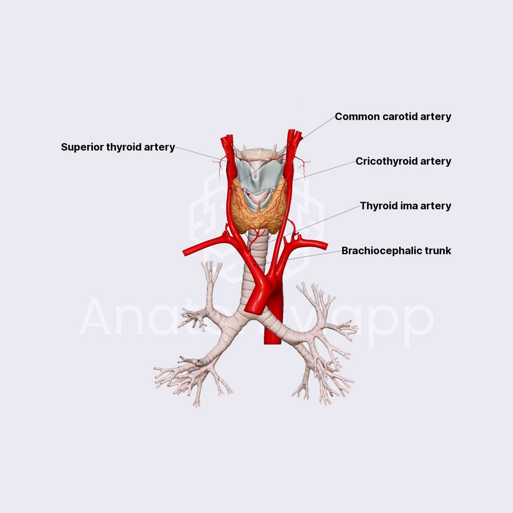 Arterial blood supply of thyroid gland