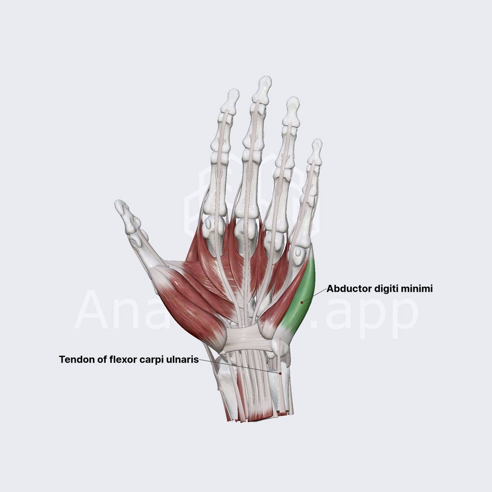 Abductor digiti minimi