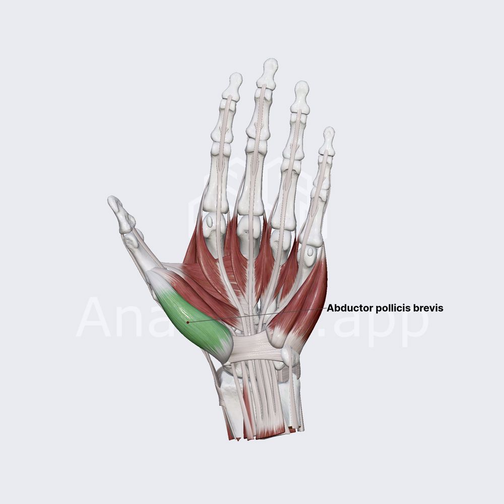 Abductor pollicis brevis