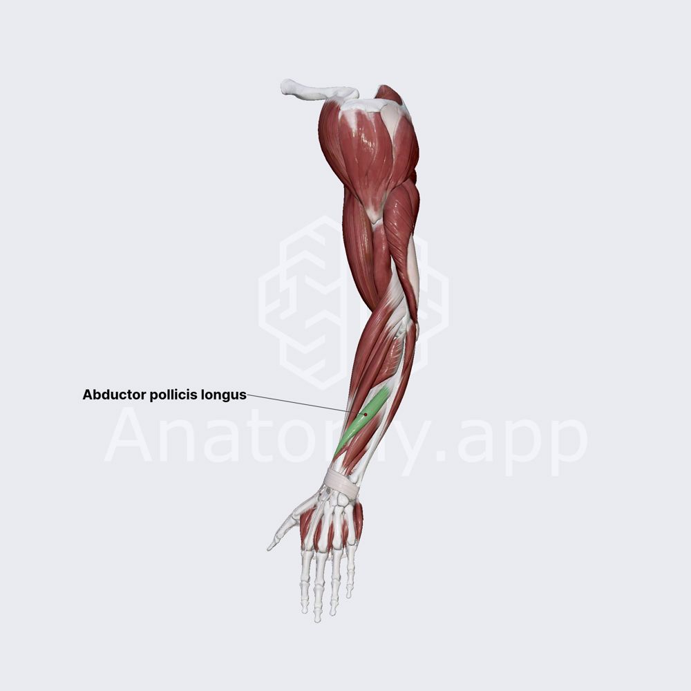 Abductor pollicis longus