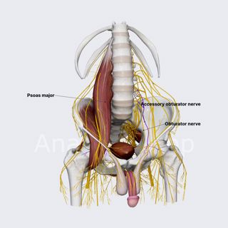 Accessory obturator nerve (male pelvis) image