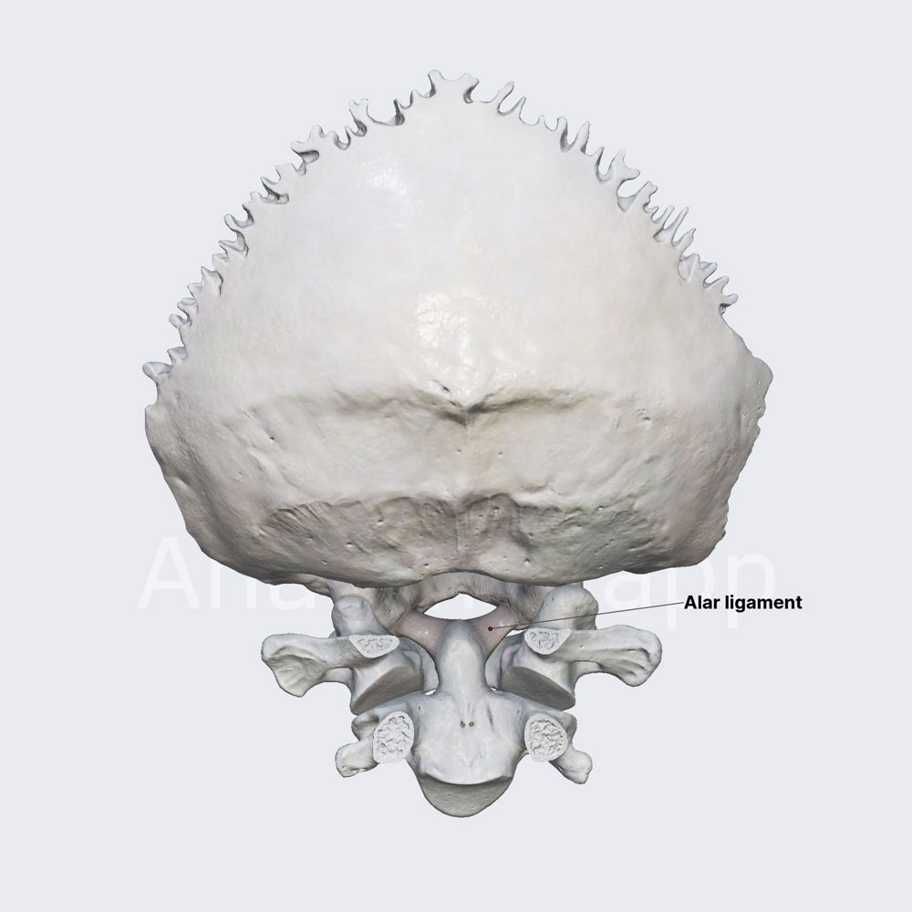 Alar ligaments
