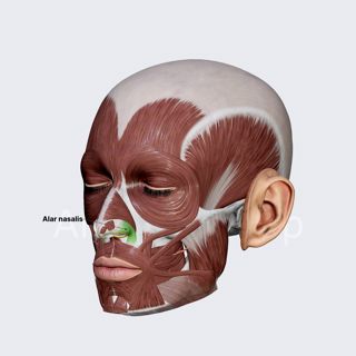 Alar nasalis image