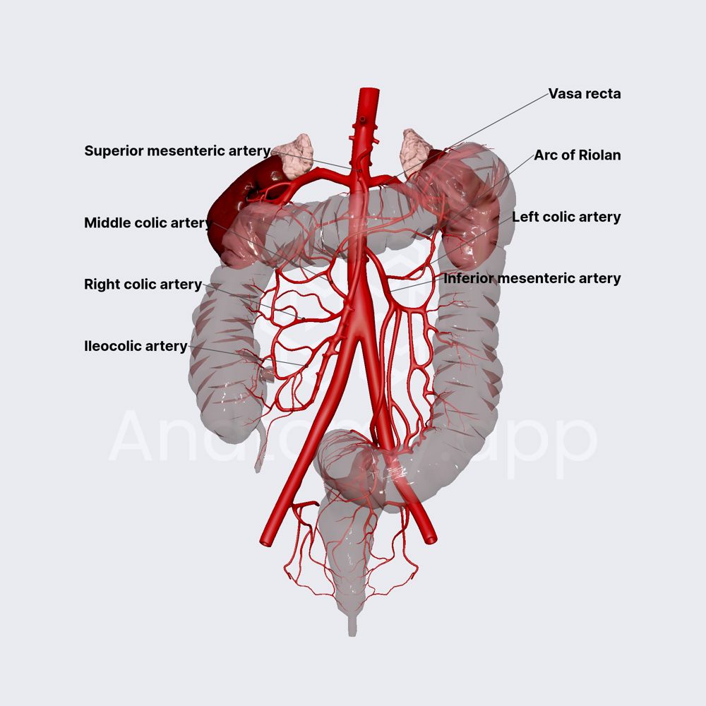 Anastomotic network