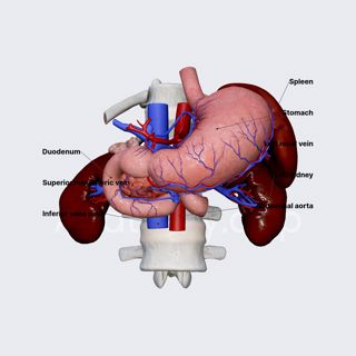 Anatomical relations of pancreas image