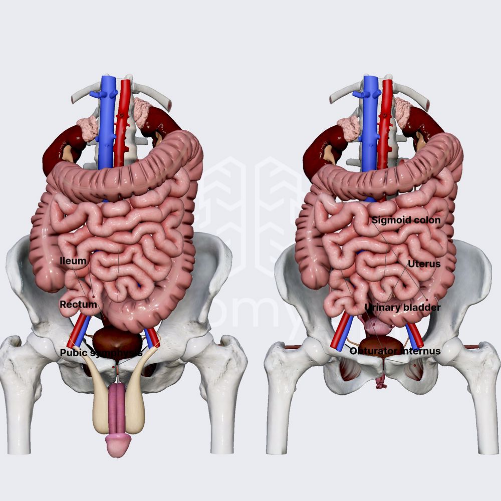 Anatomical relations of urinary bladder 