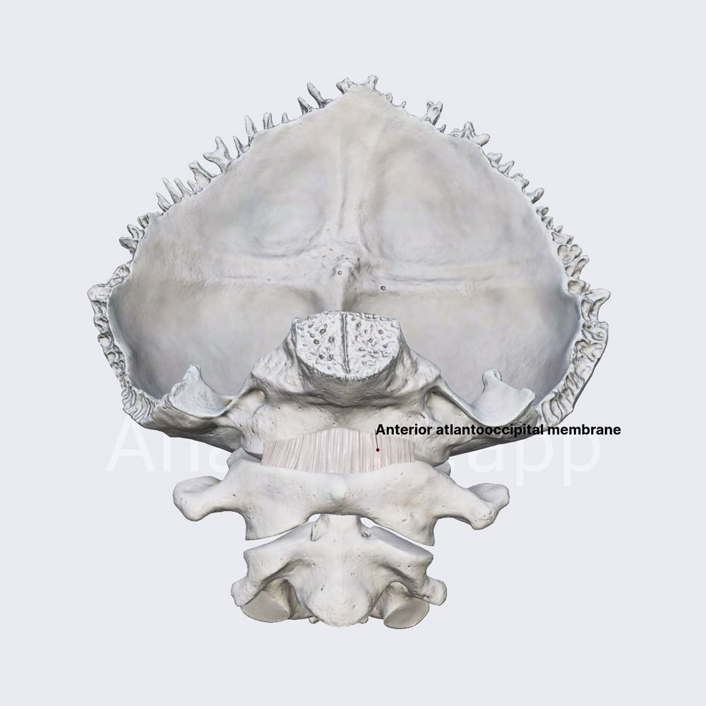 Anterior atlantooccipital membrane