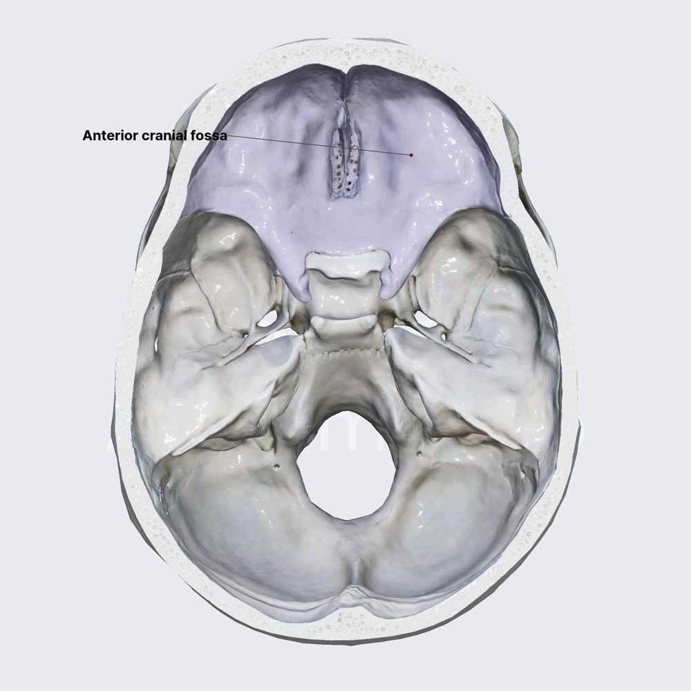 Anterior cranial fossa