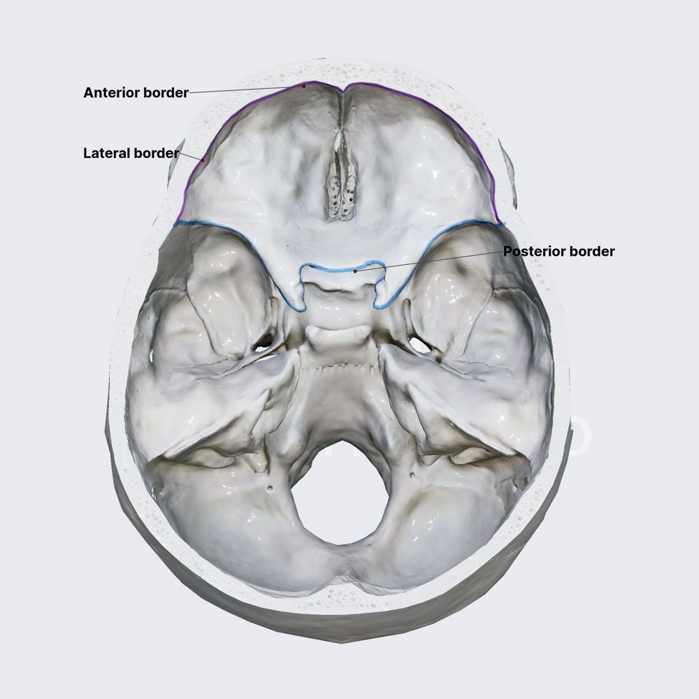 Anterior cranial fossa (borders)