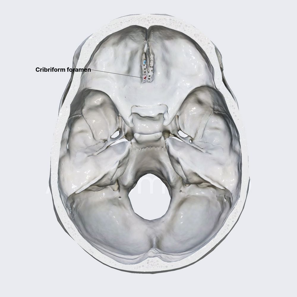 Anterior cranial fossa (openings)