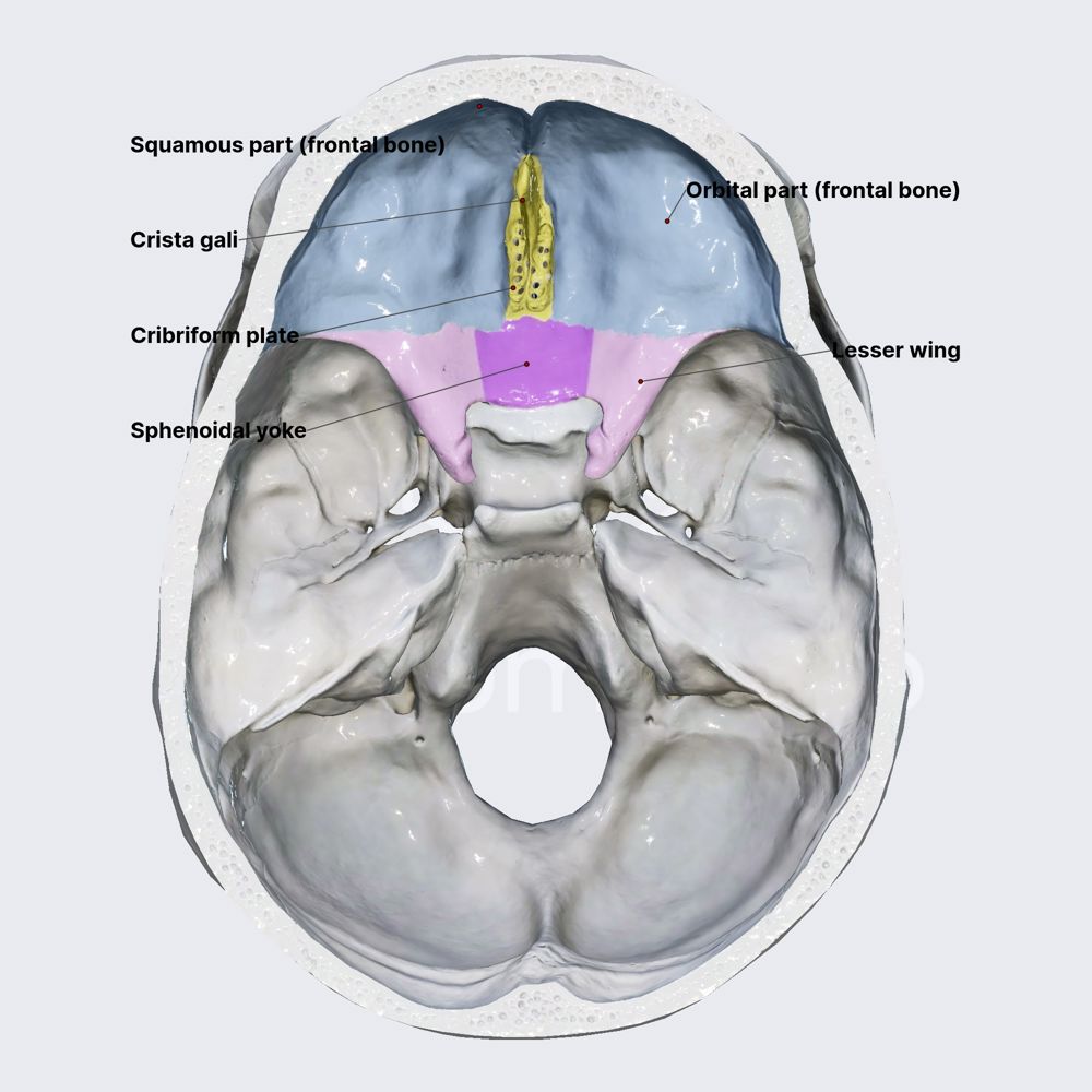 Anterior cranial fossa (walls)