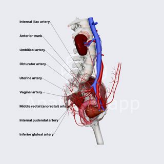 Anterior division of internal iliac artery (female pelvis) image