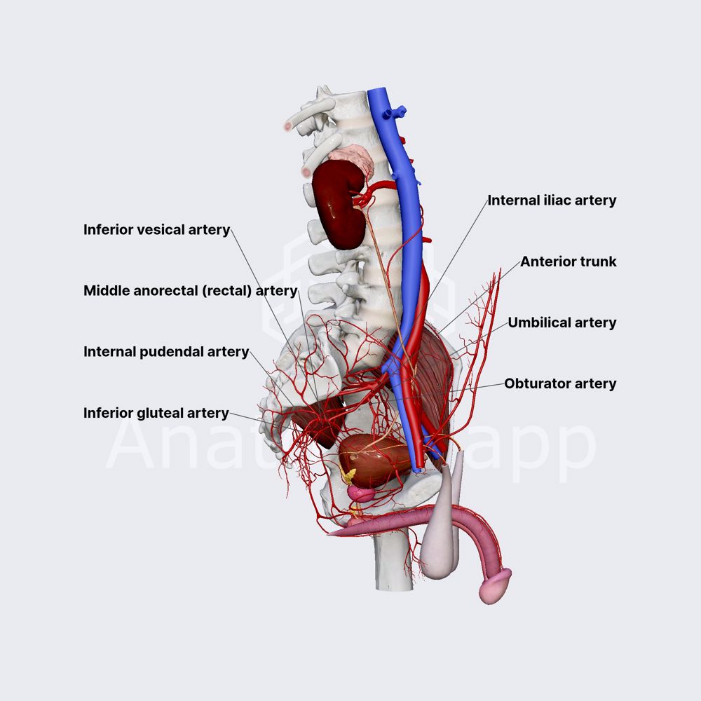 Anterior division of internal iliac artery