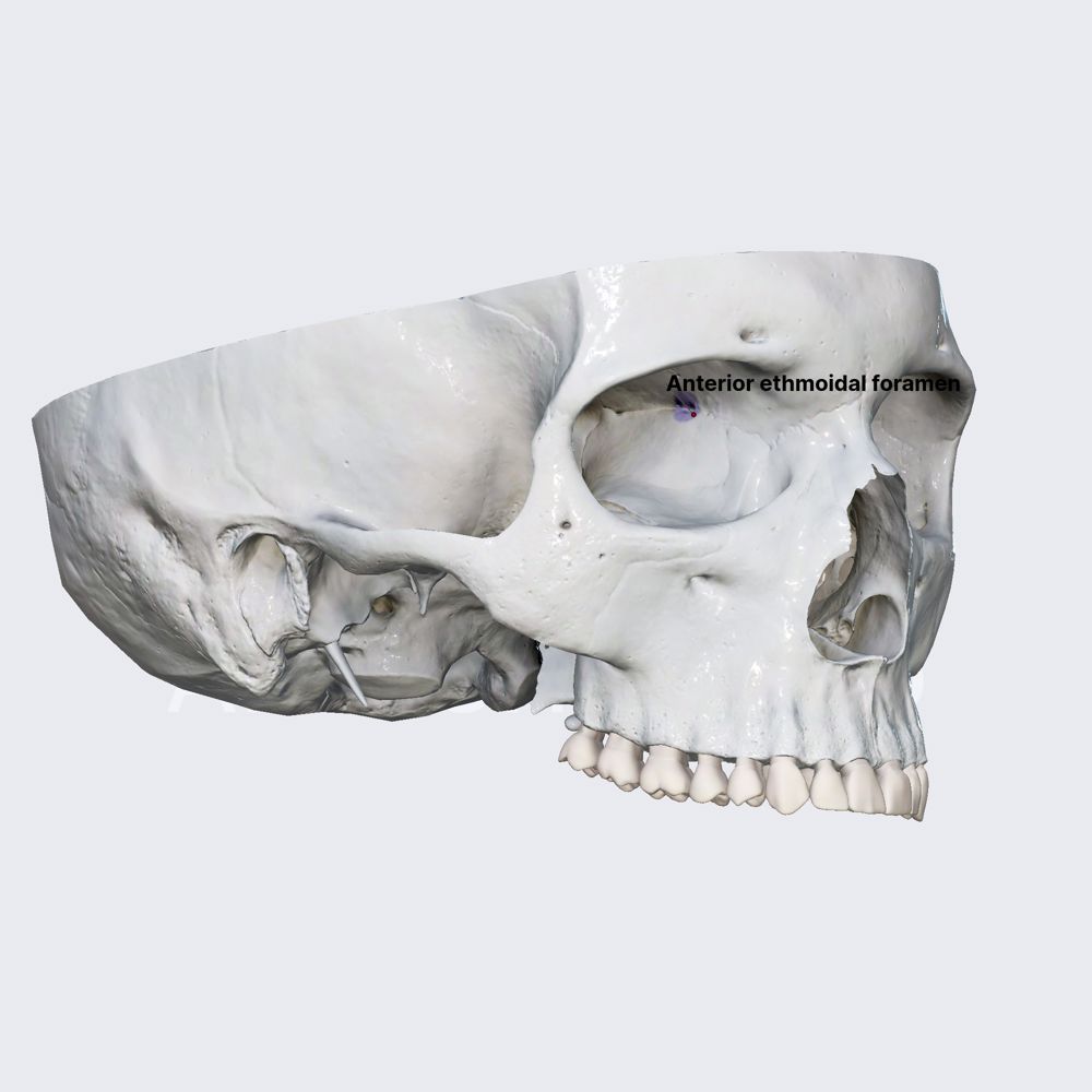 Anterior ethmoidal foramen