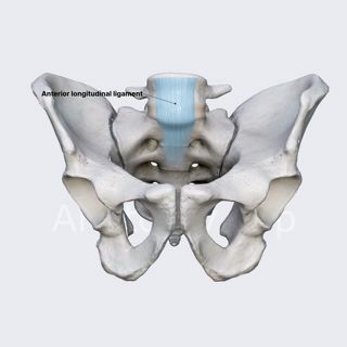 Anterior longitudinal ligament image
