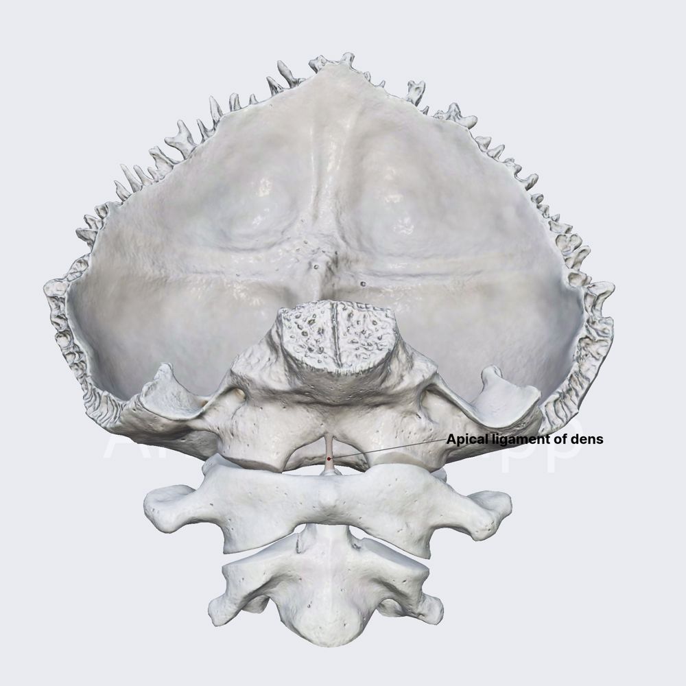 Apical ligament of dens