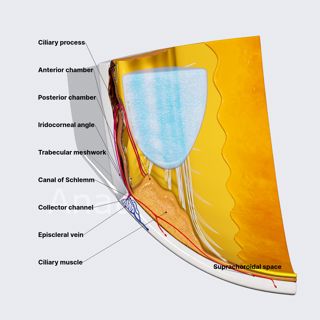 Aqueous humour and eye chambers image