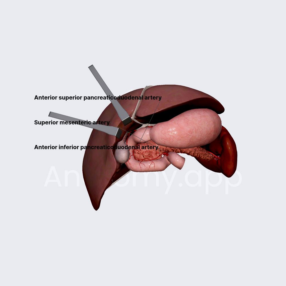 Arterial blood supply 