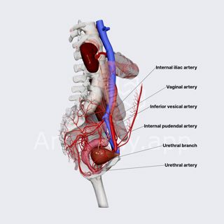 Arterial blood supply of female urethra image