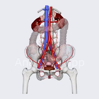 Arterial blood supply of female bladder image