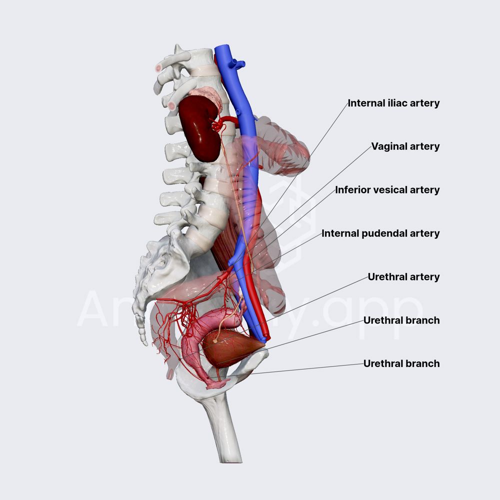 Arterial blood supply of female urethra