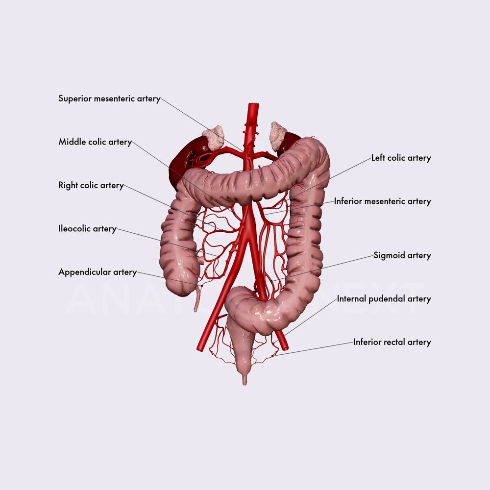 Arterial blood supply of large intestine