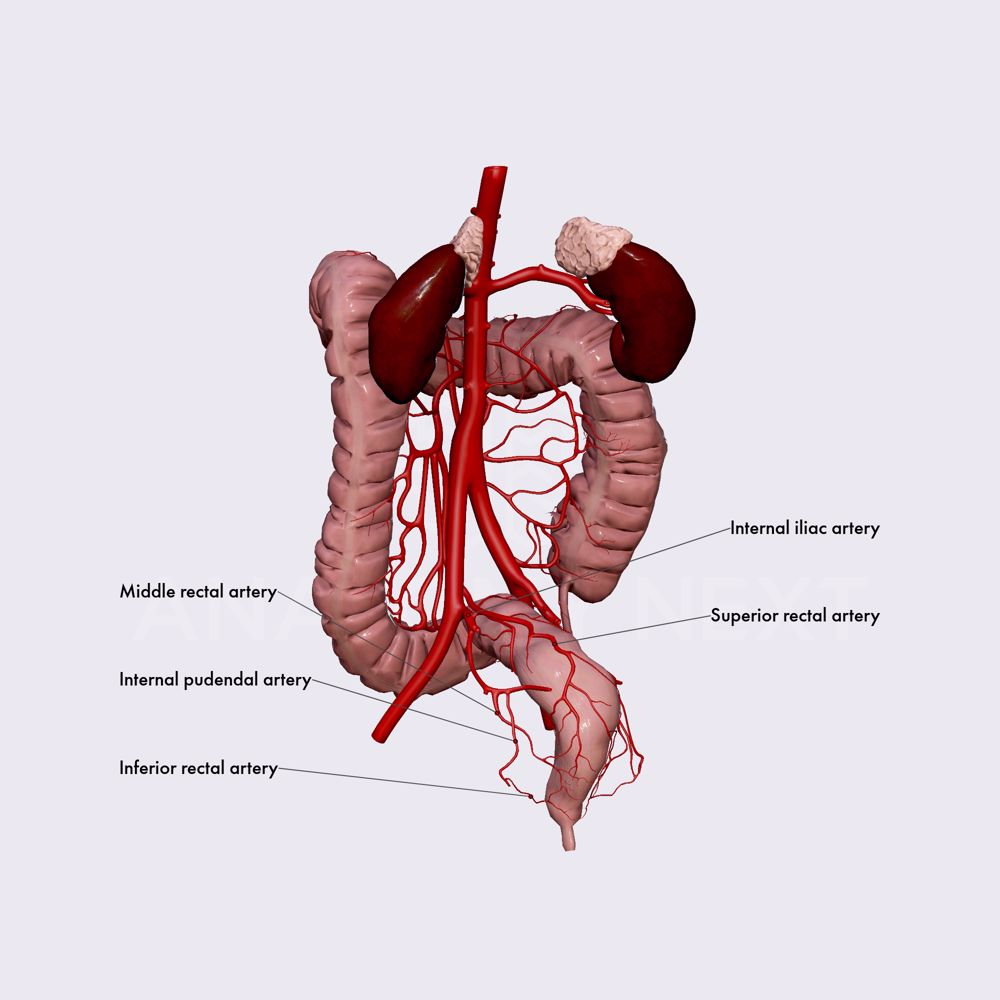 Arterial blood supply of large intestine (rectum and anal canal)