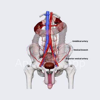 Arterial blood supply of male urinary bladder image