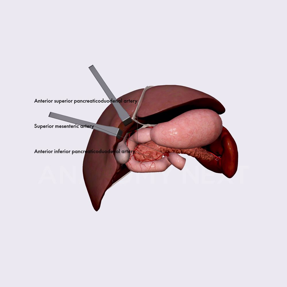 Arterial blood supply of small intestine (duodenum)