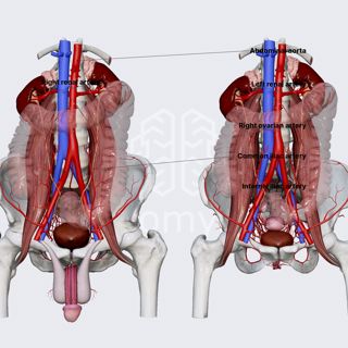 Arterial blood supply of ureters image