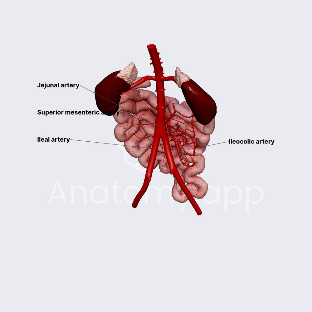 Arterial blood supply of small intestine (jejunum and ileum)