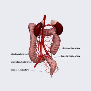 Arterial blood supply of large intestine (rectum and anal canal) image