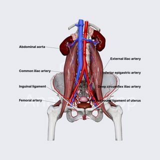 Arteries of female pelvis (overview) image