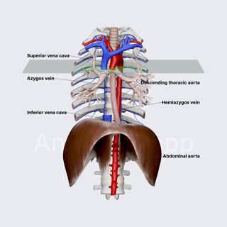 Azygos venous system image