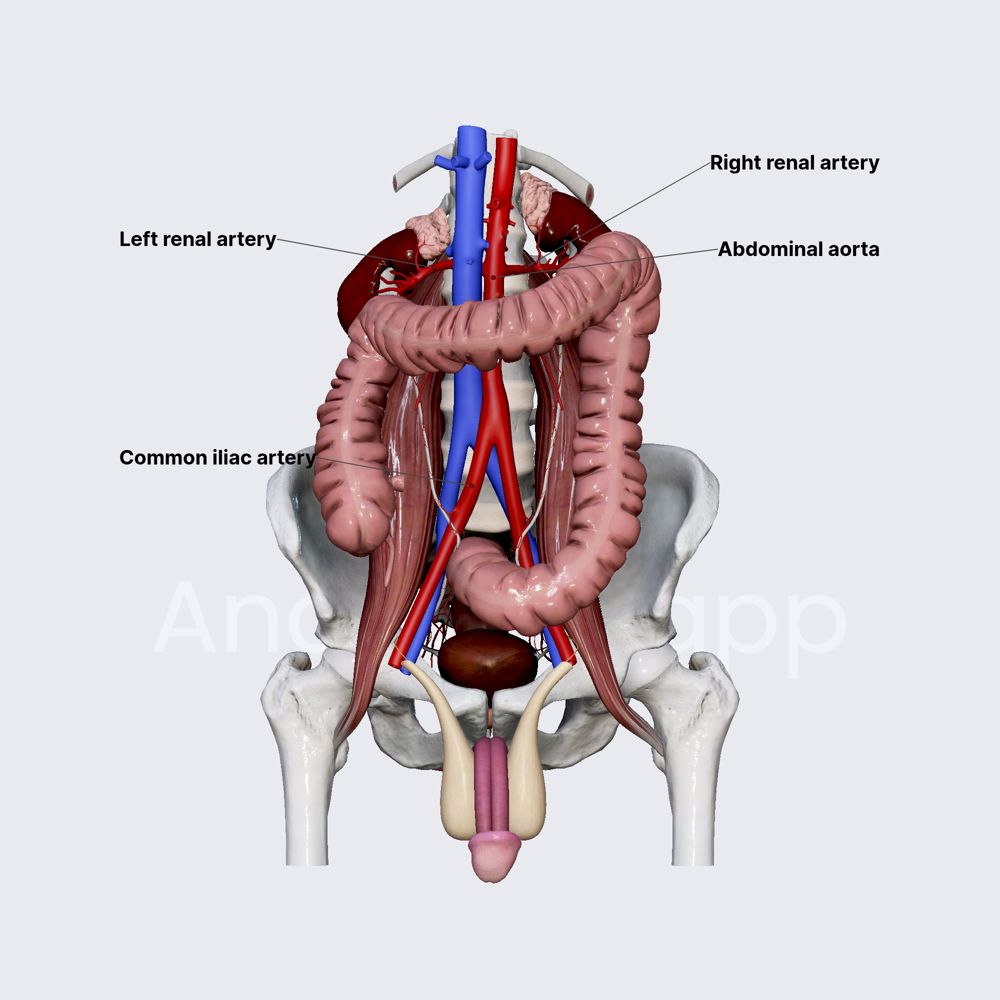 Blood supply and innervation of ureters