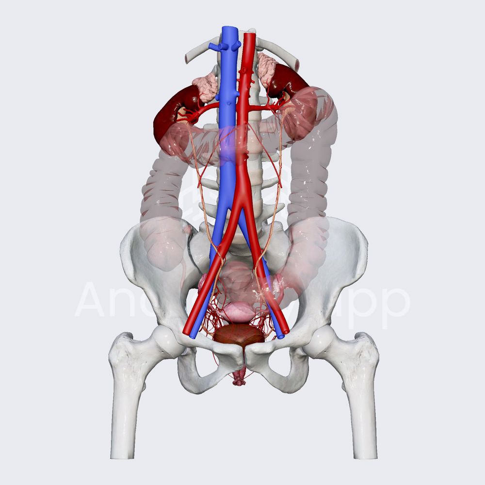 Arterial blood supply of female bladder