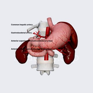 Arterial blood supply of pancreas image
