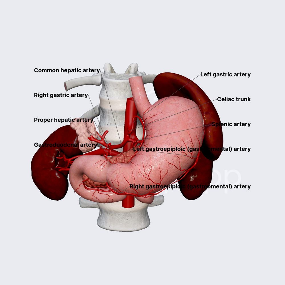 Arterial blood supply of stomach