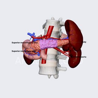 Body of pancreas image