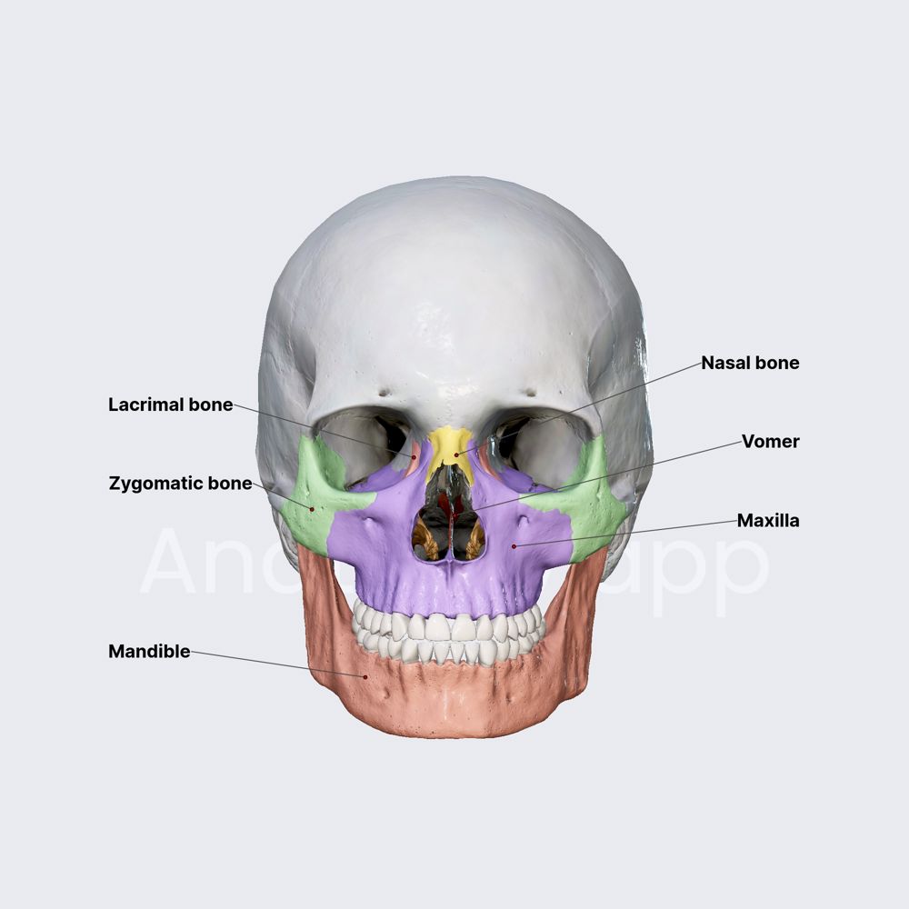 Bones of viscerocranium