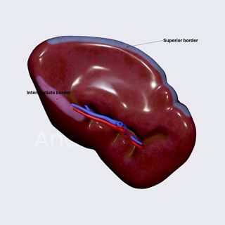 Borders of spleen image