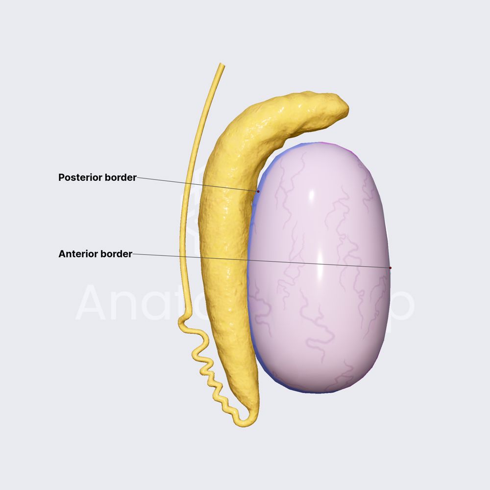 Borders of testicles