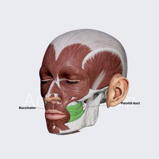 Buccinator image