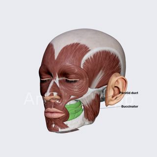 Buccinator image