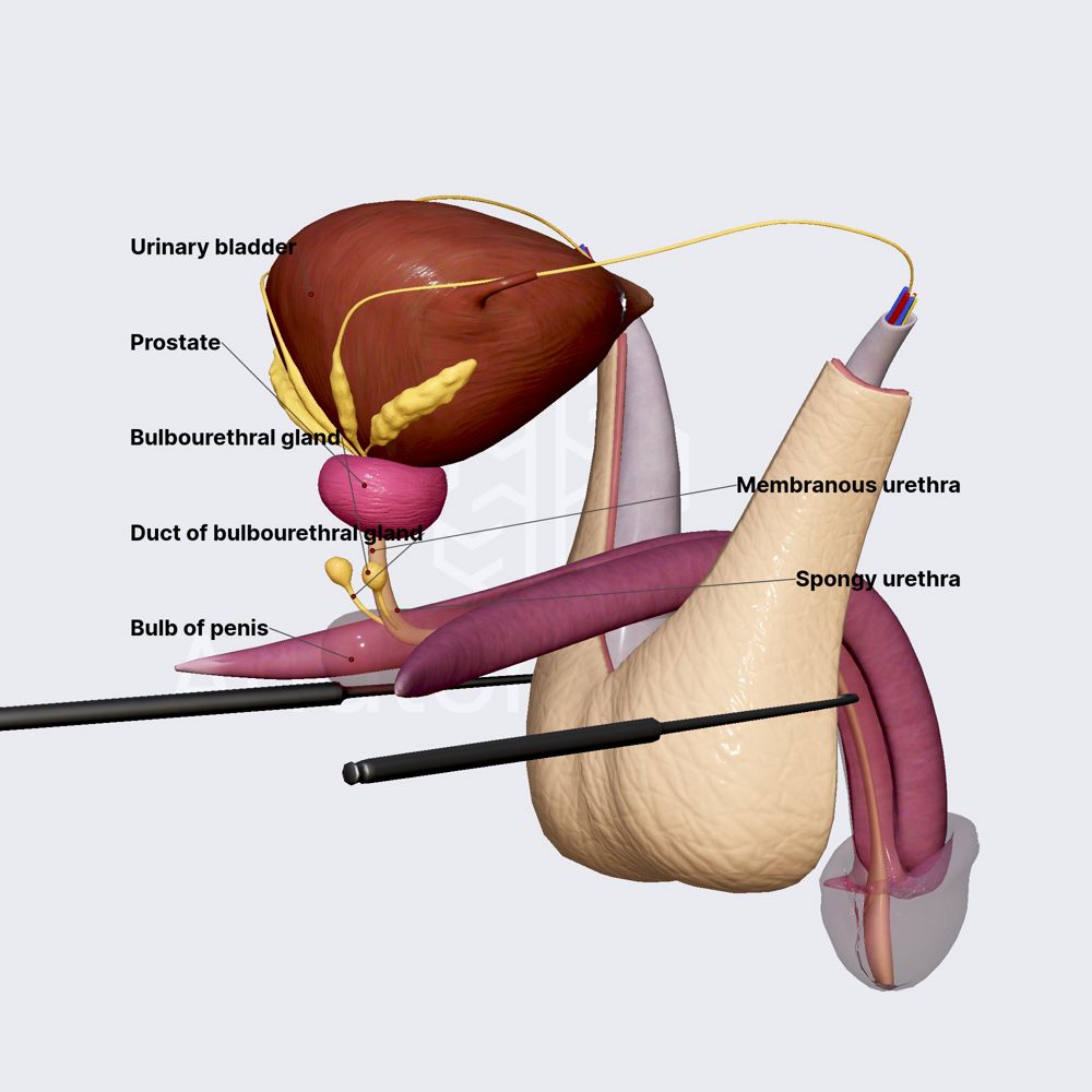 Bulbourethral glands