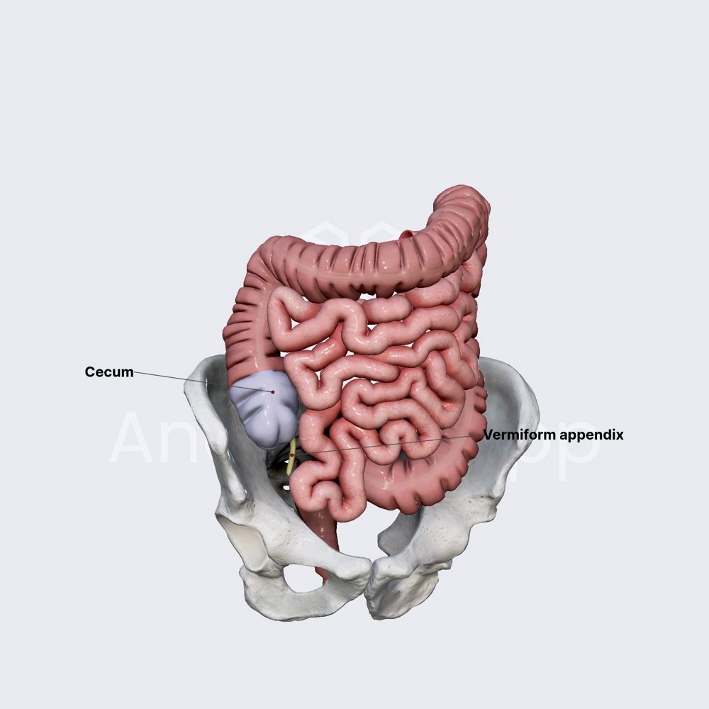 Cecum and vermiform appendix