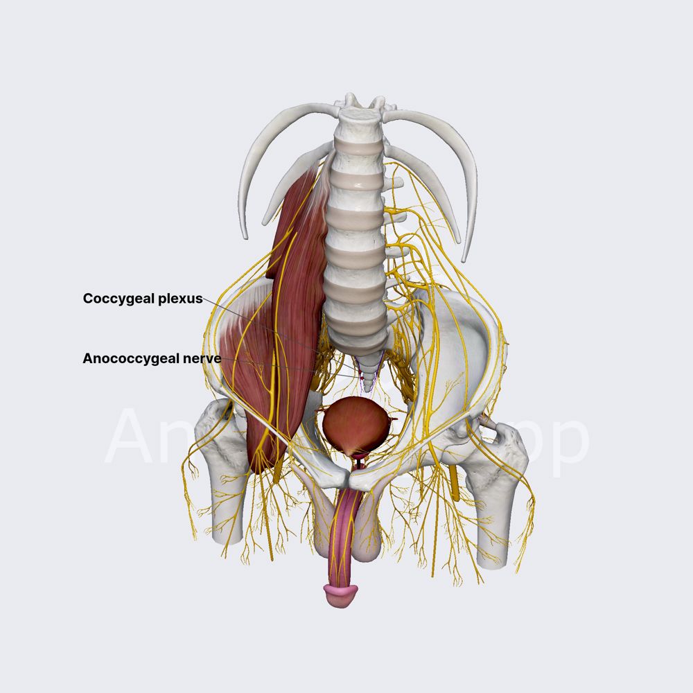 Coccygeal plexus and anococcygeal nerve