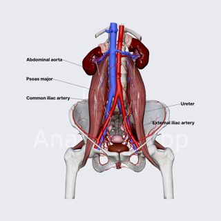 Common iliac artery (female pelvis) image